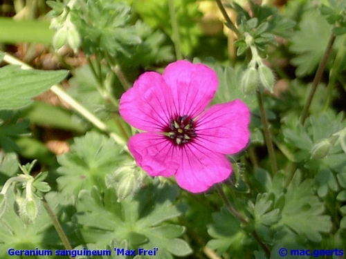 Geranium sanguineum 'Max Frei'